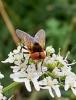 Phasia hemiptera
